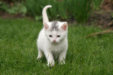 alone in the garden