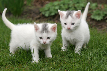 two white kittens