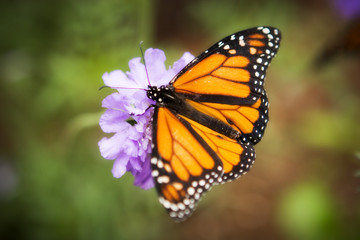 orange butterfly