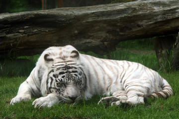 Fototapeta na wymiar biały tygrys (Panthera tigris)