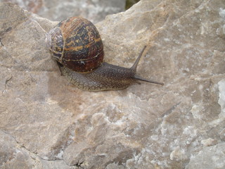gastéropode