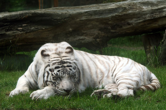 white tiger (panthera tigris)