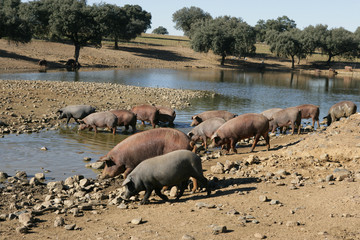 cerdos ibéricos