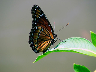 monarch butterfly