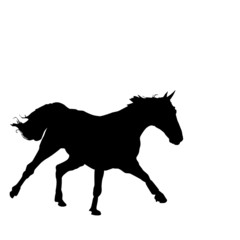 black running horse illustration