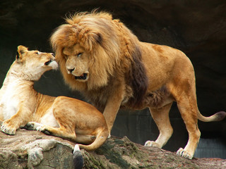 Fototapeta na wymiar para lwów