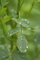 nach dem regen