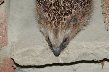igel