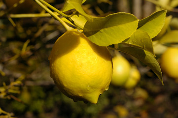 lemon tree drip