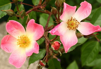 &eacute;glantier aux p&eacute;tales si vives