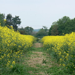 path through field