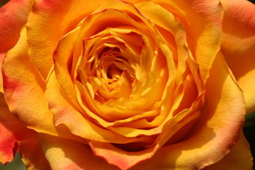 rose in orange