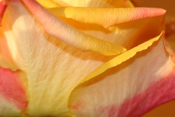 Fototapeta na wymiar orange gelbe rose ganz nah