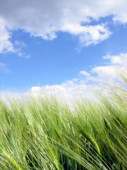 getreide und himmel