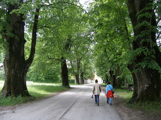 spaziergänger auf straße in baumallee