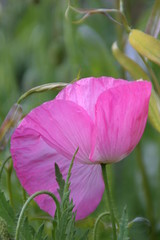 pinkfarbene mohnblume in naturwiese