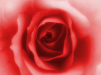 Fototapeta na wymiar rose petal
