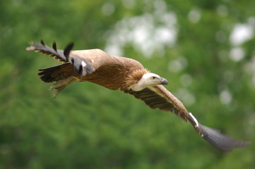 vautour fauve © NICOLAS LARENTO