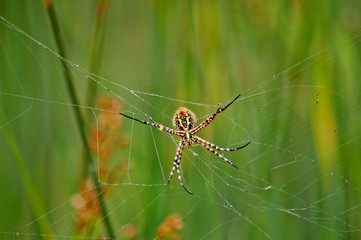 spider in his web