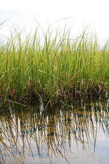 green reeds - 768223