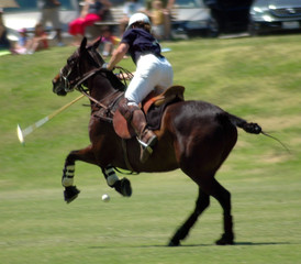 polo player