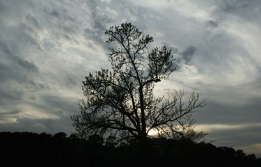 lone tree silhouette