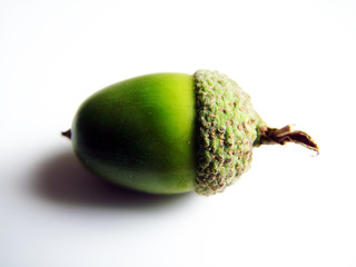 acorn