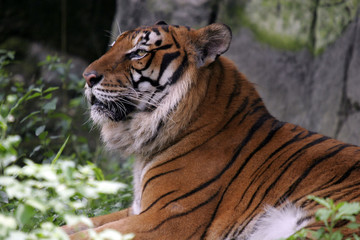 Fototapeta premium tigre