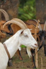 la chèvre