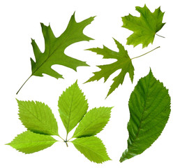 green leaves isolated