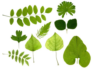 green leaves isolated - obrazy, fototapety, plakaty