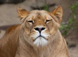 Obraz na płótnie Canvas samica lwa