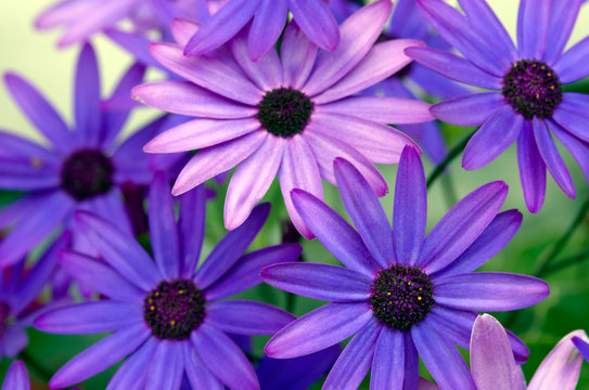 Fototapeta purple flowers in spring