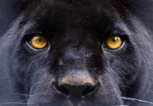 the eyes of a  black panther