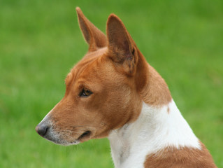 inscrutable basenji