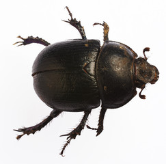 bug