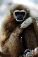 thailand: monkey