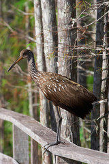 limpkin