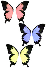 isolated butterfly fantasy wings