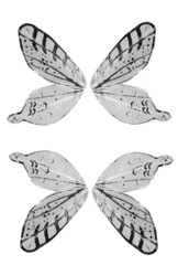 Fototapeta na wymiar isolated butterfly angel wings