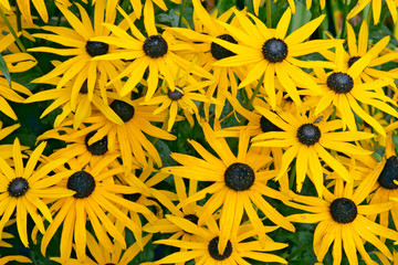 rudbeckia fulgida var speciosa 