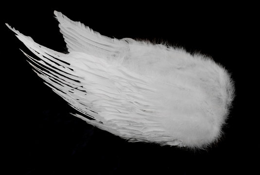 White Angel Wings On Black