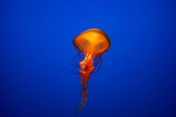 jelly fish