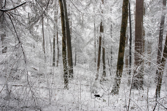 Fototapeta winter
