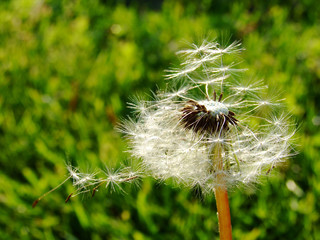 löwenzahn im wind