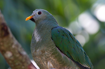 dove