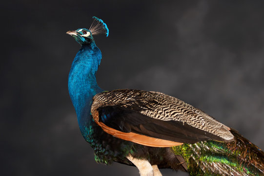 Fototapeta peacock