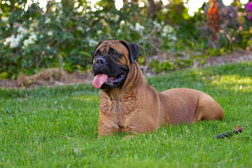 bullmastiff