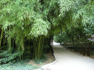 bamboo alley