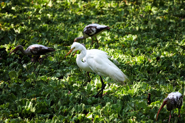 white egret